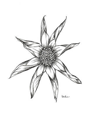 Wall Art featuring the drawing Keeps Getting Better by Catherine Bede