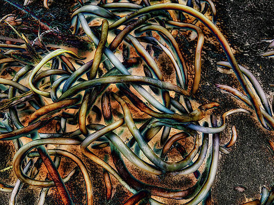 Abstract Photograph - Kelp Washed Up On The Beach by Bruce Block