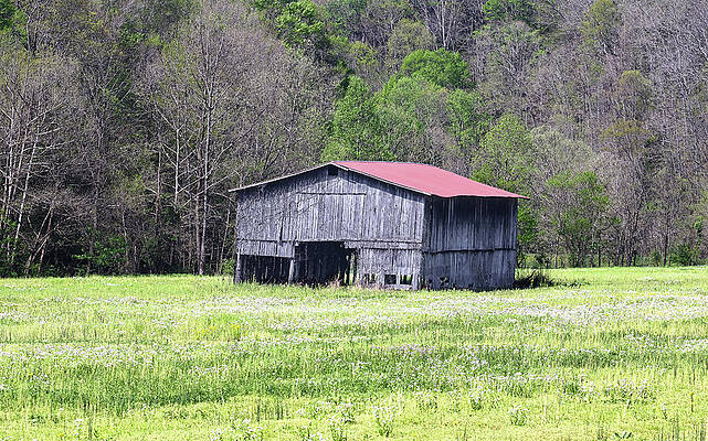 Old Barn in Green Meadow Wall Art