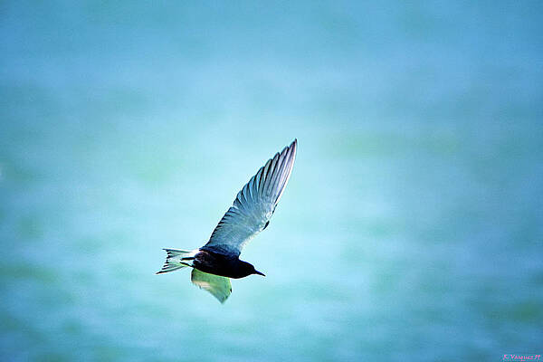 Hawk Photograph - Kestrel In Flight by Rene Vasquez