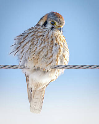 Large Photograph - Kestrel by James Overesch