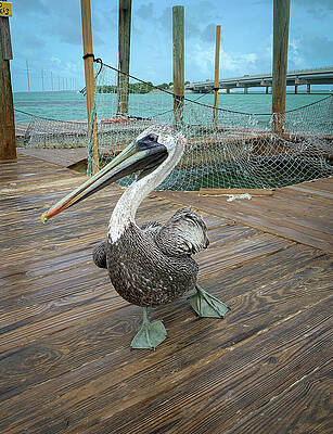 Wall Art featuring the photograph Key Largo Pelican by Rebecca Herranen