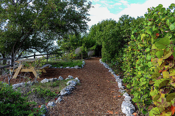 Keys Nature Pathway by Deb Beausoleil