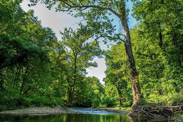 Wall Art featuring the photograph Kill Creek Sycamore by Jeff Phillippi