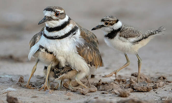 Killdeer Bird Family Wall Art