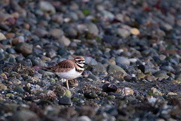 Wall Art featuring the photograph Killdeer On The Beach At Carkeek Park In Seattle by Nancy Gleason
