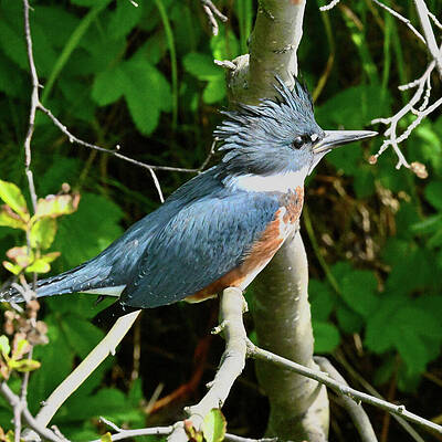 Wall Art featuring the photograph Kingfisher by Harry Banks