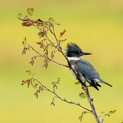 Belted Kingfisher on a Branch Wall Art