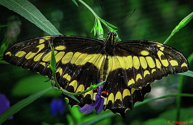 Animal Photograph - King Swallowtail Butterfly On Plant by Rene Vasquez