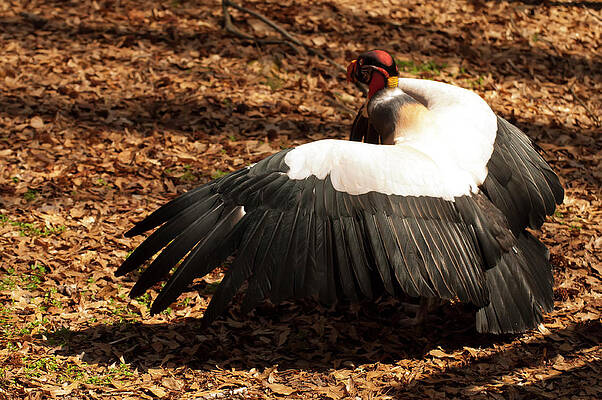 Wall Art featuring the photograph King Vulture 2 Strutting by Flees Photos