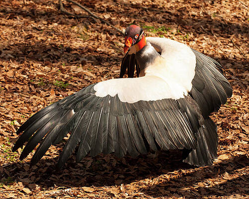 Wall Art featuring the photograph King Vulture 4 Strutting by Flees Photos