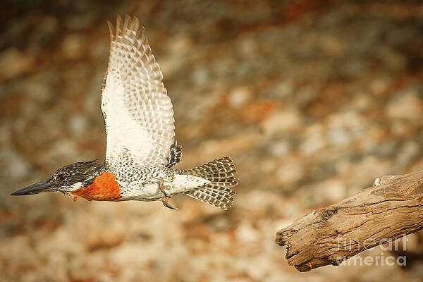Kingfisher in Flight Over Log Photograph