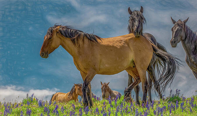 Natural Photograph - Kings Of The Mountain, Painterly by Marcy Wielfaert