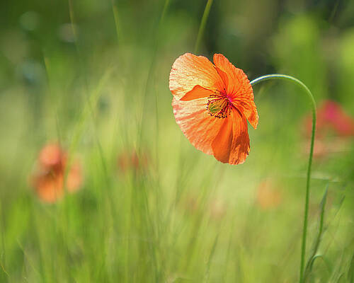 Flower Wall Art featuring the photograph Kissed By Sun by Elvira Peretsman