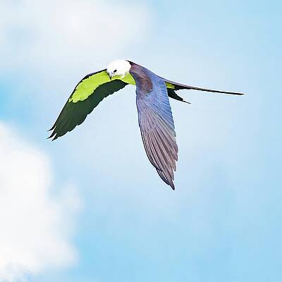 Sky Wall Art featuring the photograph Kite-s-t-001a by Sally Fuller