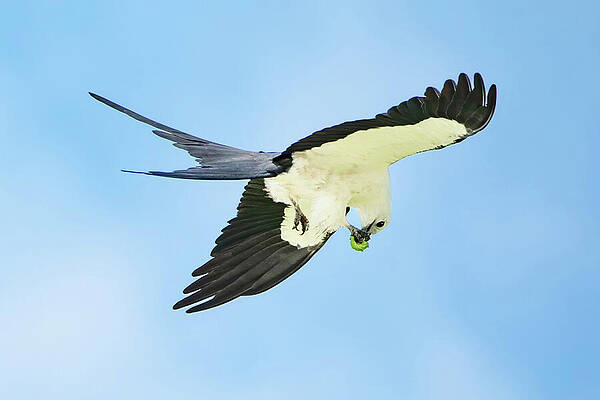 Sky Wall Art featuring the photograph Kite-S-T 44A by Sally Fuller