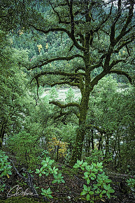 Nature Wall Art featuring the photograph Klamath Rive Mossy Tree by Charlie Osborn
