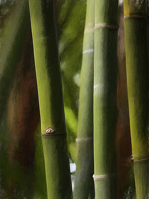 Wall Art featuring the photograph Knotty Bamboo by Dodie Ross