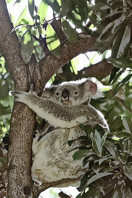 Wall Art featuring the digital art Koala 1 by Richard Reeve