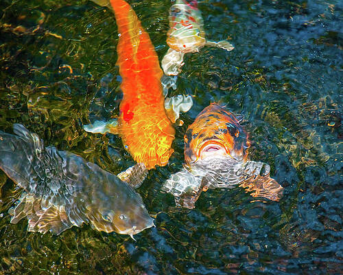 Wall Art featuring the photograph Koi In A Pond 02 by Flees Photos