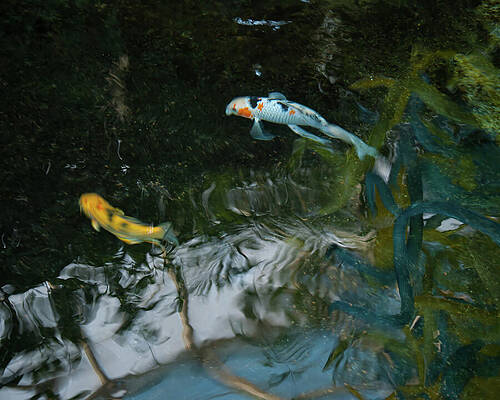 Wall Art featuring the photograph Koi In A Pond 03 by Flees Photos