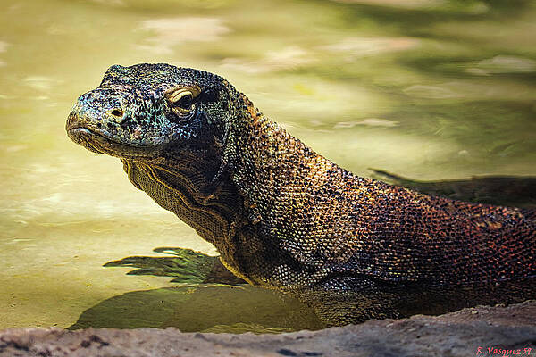 Animal Photograph - Komodo Dragon by Rene Vasquez