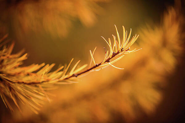 Tree Photograph - Kootenay Gold by Ursula Abresch