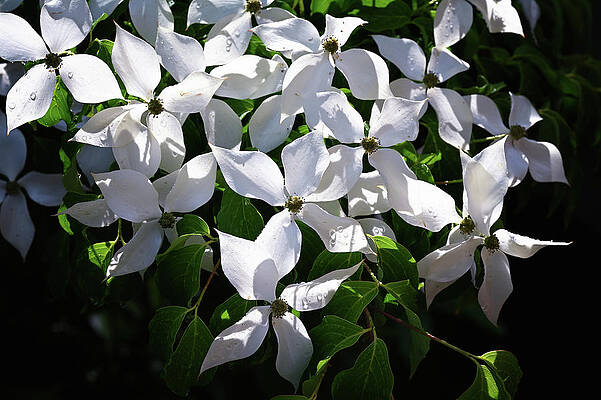 Wall Art featuring the photograph Kousa Dogwood by Steven Nelson