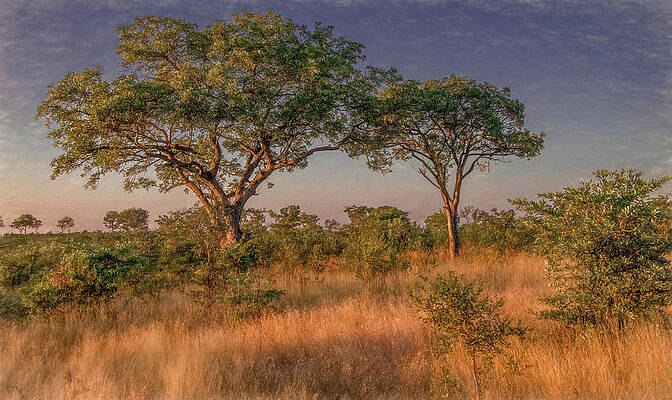 Natural Photograph - Kruger National Park Landscape by Marcy Wielfaert