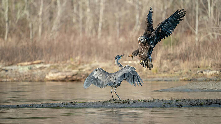Water Wall Art featuring the photograph Kung Fu Fighting by Chris Allmendinger