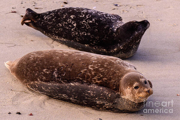 Outdoors Wall Art featuring the photograph La Jolla Seals, San Diego by Abigail Diane Photography