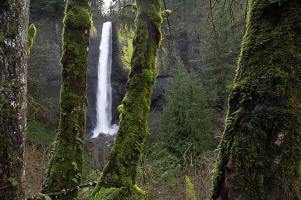 Forest Waterfall View Through Trees Wall Art
