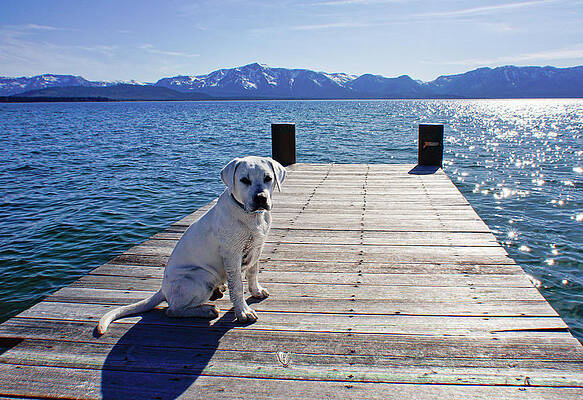 Animal Photograph - Lab Puppy On A Dock In Lake Tahoe by Waterdancer