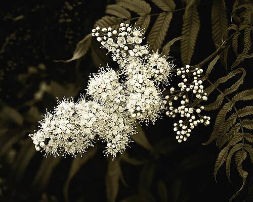 Wall Art featuring the photograph Lace-like Inflorescence by Tatiana Travelways