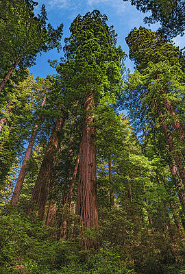 Beautiful Photograph - Lady Bird Johnson Grove Redwoods 2, Califonia by Abbie Warnock