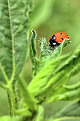 Wall Art featuring the photograph Lady Bug by Bob Falcone