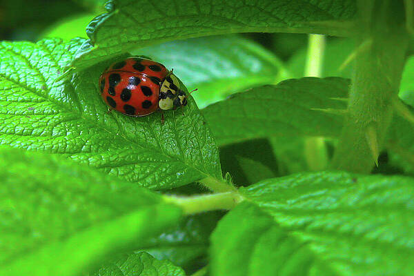 Ladybug on Green Leaves Photograph