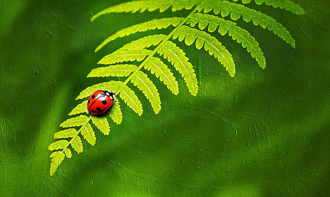 Nature Digital Art - Ladybug Sitting On A Fern - Digital Painting by Nicko Prints