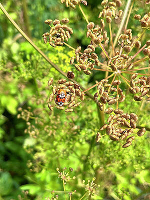 Ladybug Amongst Seed Pods Photograph