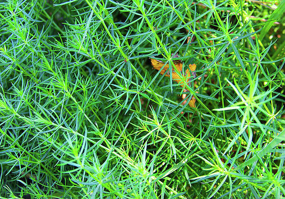 Photograph - Lady's Bedstraw, Galium Verum, Forming A Green Pattern - Photo by Nicko Prints