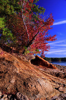 Vibrant Photograph - Lake Allatoona Foliage by Anthony Hightower