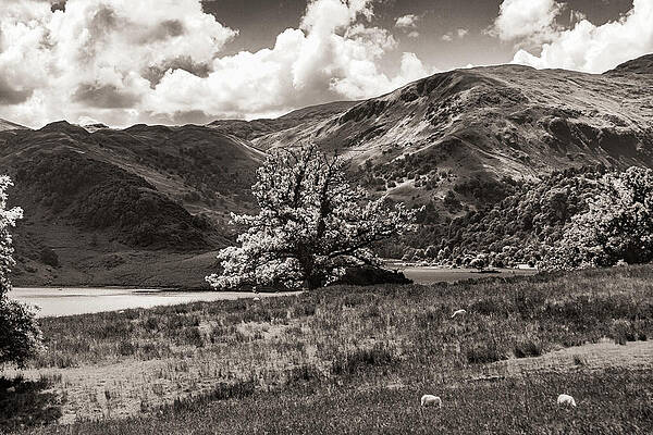 Photograph - Aira Force And Ullswater by Francisco Ruiz Navas