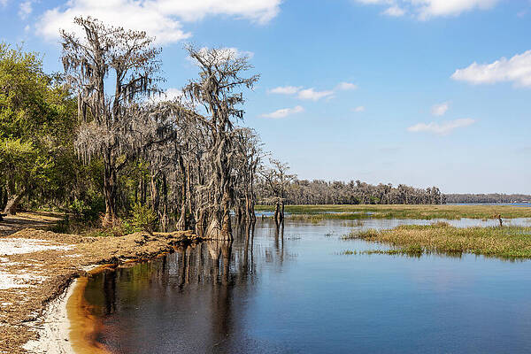 Majestic Photograph - Lake Louisa State Park, Florida 9 by John Twynam