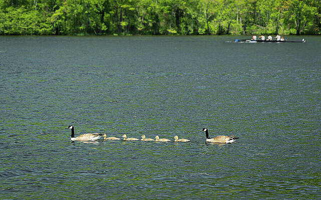 Athlete Wall Art featuring the photograph Lake Waramaug Rowing 08 by Dave King
