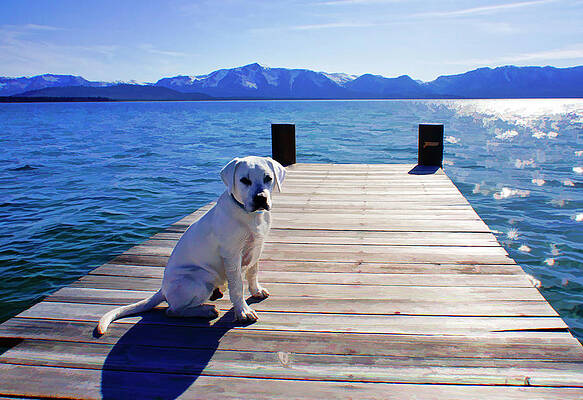 Dog Wall Art featuring the digital art Lakeside Attraction 2 by Waterdancer