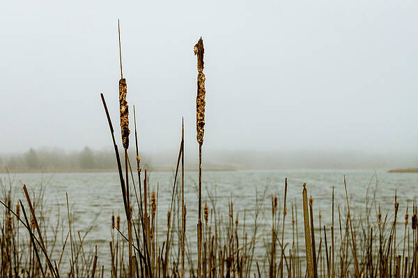 Photograph - Lakeside Reeds In The Fog by Craig A Walker