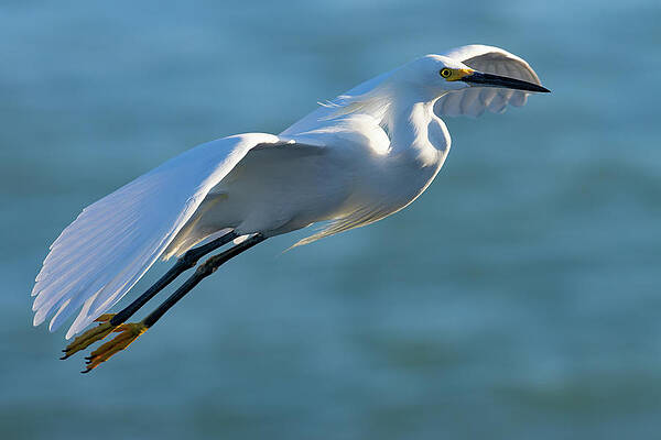 Florida Photograph - Landing Gear Down by RD Allen