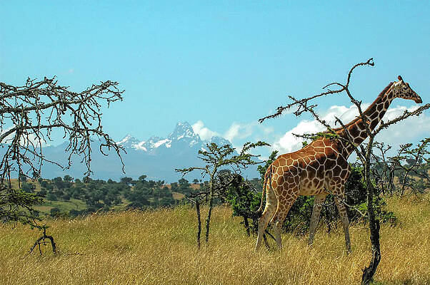 Sky Wall Art featuring the photograph Landscaped Giraffe by Steve Templeton