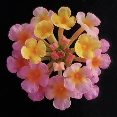 Pink Wall Art featuring the photograph Lantana by Joy Garso