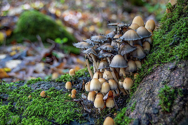 No People Photograph - Large Group Of Mushrooms Grows On A Tree Trunk by John Twynam